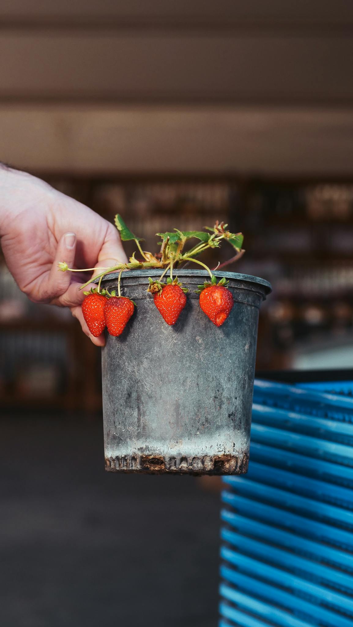 A hand holds a pot of fresh strawberries with earthy tones and natural lighting.