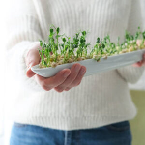 Istockphoto 1294472740 612x612