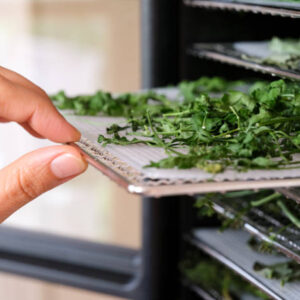 A woman pulling a tray with parsley out of a food dehydrator machine. close up