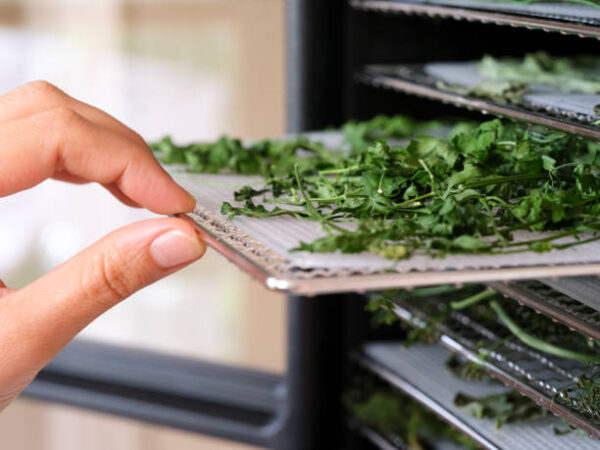 A woman pulling a tray with parsley out of a food dehydrator machine. close up