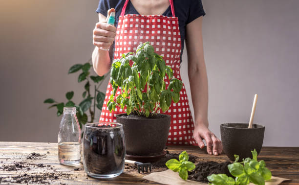 Essential Tips for Growing Healthy Houseplants and Edible Gardens