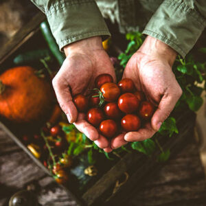 Organic vegetables on wood. farmer holding harvested vegetables. rustic setting