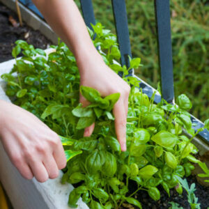 Young women cuts fresh herbs for a dinner