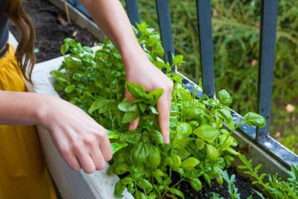 Young women cuts fresh herbs for a dinner